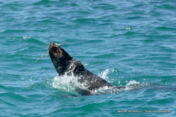 Cape fur seal, South Afrcia